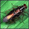 Bugs